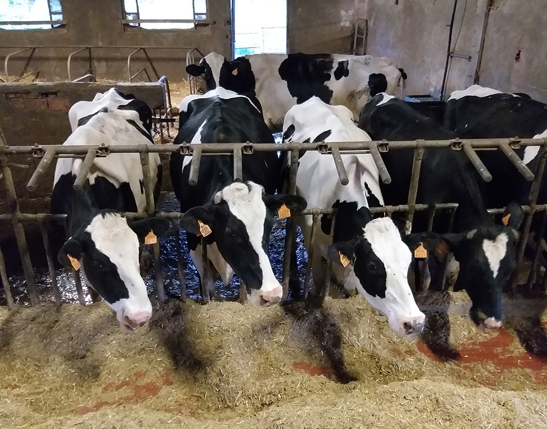 allevamento vacche da latte